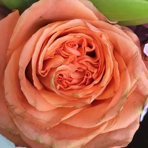 Meet your Posher, Rose